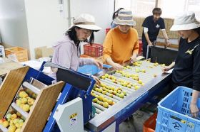 梅収穫に全国から応援団　和歌山県田辺市、「関係マップ」活用