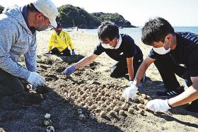 アカウミガメの卵のふ化状況を調べる参加者（和歌山県みなべ町山内で）