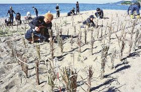 砂の飛散を防ごうと束ねたアシを砂浜に立てるみなべウミガメ研究班のメンバーら