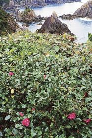 海金剛を望む鷹巣園地で咲くツバキ（５日、和歌山県串本町樫野で）
