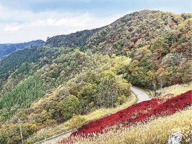 紅葉が進んでいる護摩壇山の頂上付近（いずれも和歌山県田辺市龍神村龍神で）