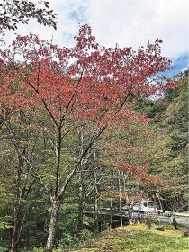 高野龍神スカイラインを彩る、葉が赤く色づいた木