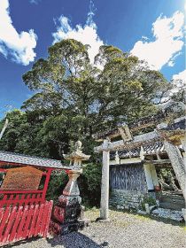 地宝の物語（１８）／日吉神社の社叢（上富田町生馬）／町内最大級のイチイガシ