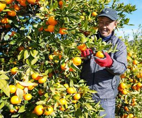 早生温州の「木熟みかん」を収穫する農家（１月、和歌山県田辺市で）