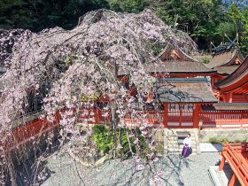 満開になった熊野那智大社の本殿前にあるシダレザクラ（１日、和歌山県那智勝浦町那智山で）
