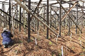 食用バラの栽培拡大へ　日本公庫が古座川の事業者支援