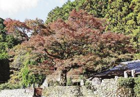 町天然記念物に指定されている瀧川寺のイロハモミジ（２９日、和歌山県古座川町田川で）