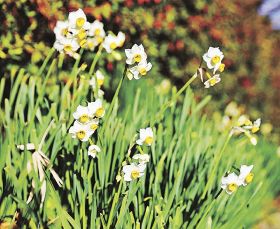甘い香りの白い花　平草原公園でスイセン咲き始め