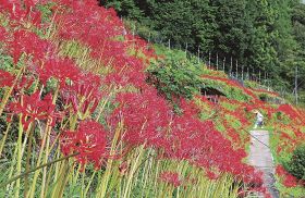 農地で真っ赤な花を咲かせるヒガンバナ（和歌山県田辺市中辺路町大川で）