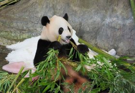 【動画】パンダの「結浜」６歳に　１００キロの竹贈り祝う