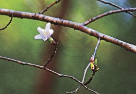 １０輪ほどの花を咲かせているクマノザクラのタイプ木（３日、和歌山県古座川町池野山で）