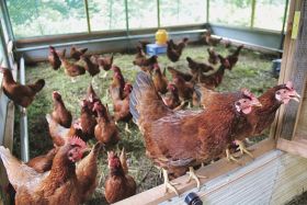 地鶏のブランド化目指す　龍神村で新品種、卵も商品化へ