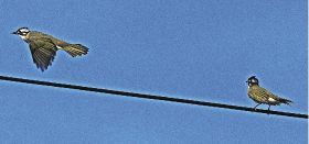南方系の野鳥が繁殖　「シロガシラ」和歌山県南部で５年前に初確認