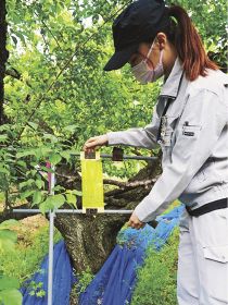 モモヒメヨコバイの発生数を調べるため、梅畑に設置している粘着シート（田辺市下三栖で）