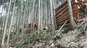 みなべ町の町有林間伐事業で切った木材（和歌山県みなべ町で）
