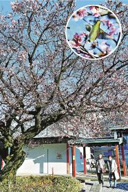 早咲きのサクラが五分咲き　那智勝浦の道の駅