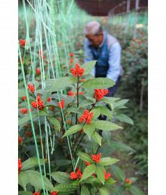 栽培施設内で赤い実をつけているセンリョウ（和歌山県印南町皆瀬川で）