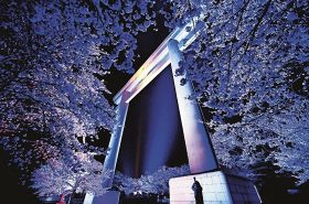 ライトアップされた大鳥居と、青白く浮かび上がった満開の桜（２９日、和歌山県田辺市本宮町で）