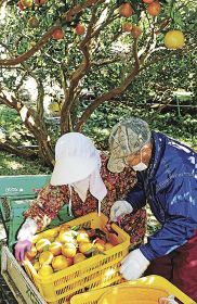重畳山でポンカンを収穫する堀竹治さん（右）と妻の喜代子さん＝和歌山県串本町で
