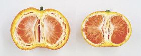 「林温州」（左）に比べて果皮やじょうのう膜が薄い「あおさん」