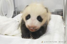 【動画】パンダの赤ちゃん、両目が開いたよ　白浜のアドベンチャーワールド