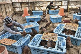 龍神コッコ１００羽追加　龍神村の養鶏場が卵増産