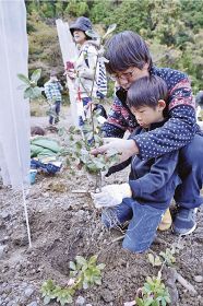 ウバメガシの苗木を植える親子（和歌山県みなべ町東神野川で）