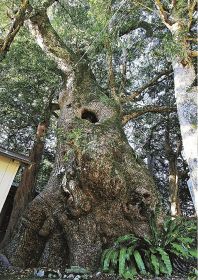 地宝の物語（２８）／有田神社のクスノキ（串本町有田上）／樹齢１１００年の神木