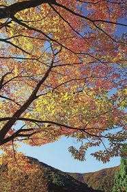 高野龍神スカイライン沿いの色づいた木々