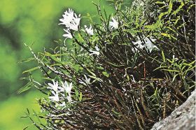 岩壁で白い花を咲かせているセッコク（和歌山県古座川町相瀬で）