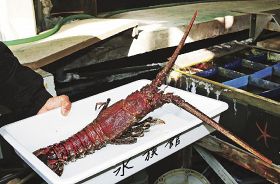 長い触角が特徴のハコエビ（和歌山県白浜町の京都大学白浜水族館で）＝水槽外で撮影