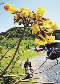 県中南米交流協会が苗木を植え、初めて咲いたイペーの花（和歌山県田辺市上三栖で）