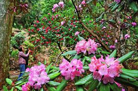 境内に咲くシャクナゲ（３月３１日、和歌山県印南町川又で