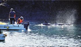 入り江に追い込まれたバンドウイルカやハナゴンドウ（１日午前９時２０分、和歌山県太地町で）
