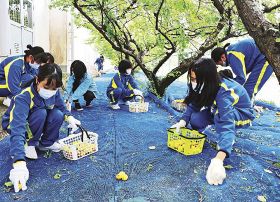 校内で育てている梅を収穫する生徒（１３日、和歌山県田辺市の中芳養中学校で）