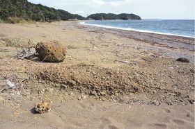 アカウミガメが産卵する千里の浜。ここ数年、浜の砂が減って岩があちらこちらに露出するようになってきたという（和歌山県みなべ町山内で）
