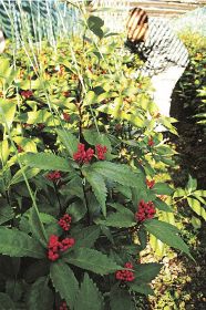 園地で赤い実をつけているセンリョウ（和歌山県印南町崎ノ原で）