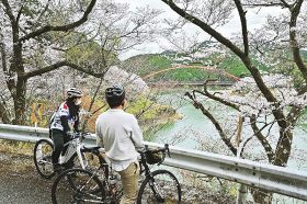 Ｅバイクに乗って七川ダム湖畔の桜を楽しむ参加者ら（和歌山県古座川町佐田で）