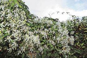 センニンソウが白いベール　紀南各地で咲く