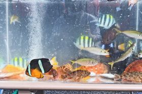 釣り上げられたさまざまな種類の魚が入った水槽（和歌山県串本町串本で）