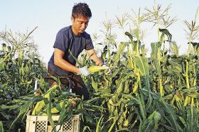 早朝から畑でトウモロコシを収穫する農家の遠藤賢嗣さん（和歌山県白浜町中で）