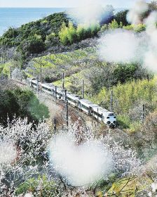【動画】梅の花と列車「共演」　早くも花盛り、全国一の産地・和歌山