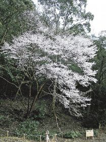 植物ツーショット　県自然環境研究会　土永知子（１３６）


／ヤマザクラとクマノザクラ
