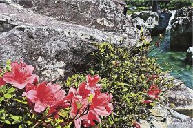 名勝・天然記念物「滝の拝」を彩っているサツキの花（和歌山県古座川町小川で）