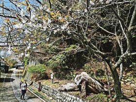 熊野古道沿いで花を咲かせる秀衡桜（昨年３月末、和歌山県田辺市中辺路町野中で）