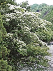 日高川沿いに白い花　ユクノキが満開