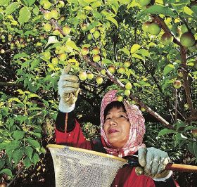 小梅の品種「白王」を収穫する農家（１１日、和歌山県田辺市新庄町で）