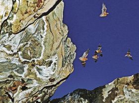 岩場の周りを飛び回るユビナガコウモリの群れ（和歌山県白浜町で）
