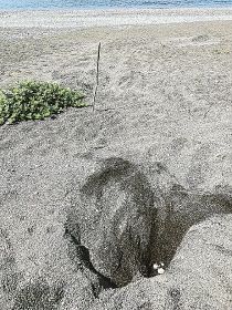 日置大浜で見つかったアカウミガメの産卵跡。卵も確認された（２５日、和歌山県白浜町日置で）