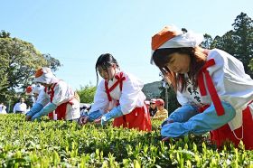 新茶祭で神前に供える茶の新芽を摘み取る巫女ら（１０日、和歌山県田辺市本宮町で）